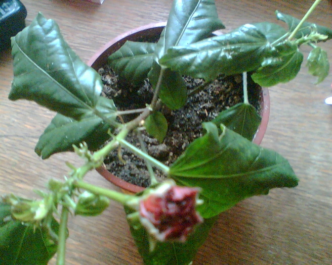 trand.jap.el-capitolio rosu