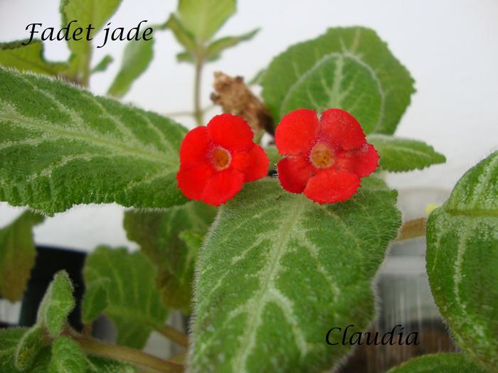 DSC02378 - 0 episcia