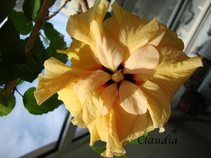 DSC02391 - 0 hibiscus