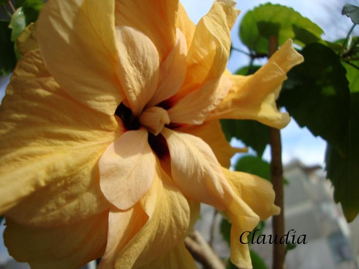 DSC02393 - 0 hibiscus