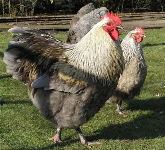 orpgrhaanberken%20(5)