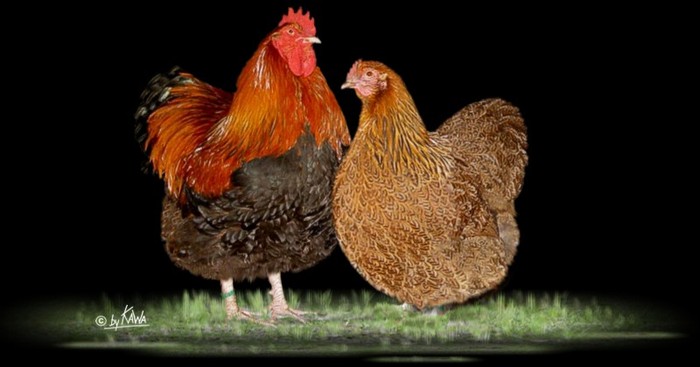 Orpington-Rebhuhnfarbig