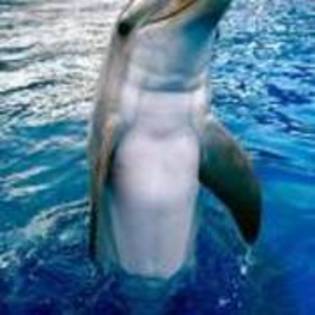 HQPMSNULCTYUOYSVWRL - delfini
