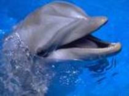 GDBCBIJQMAFVXYJYRWB - delfini