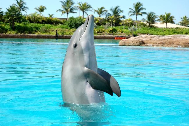 delfin in apa care danseaza - delfini