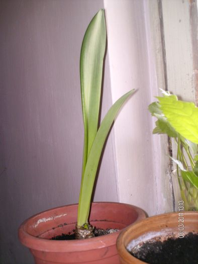 crinul s-a inaltat... - florile mele _2011