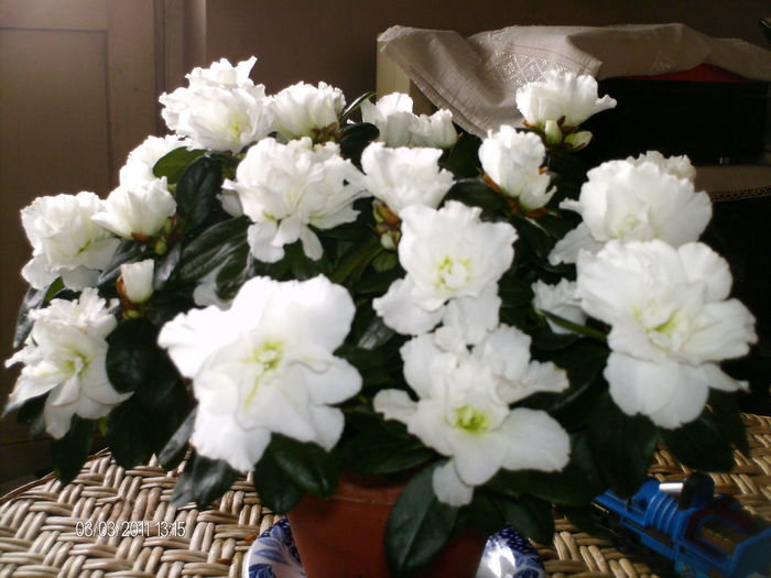  - florile mele _2011