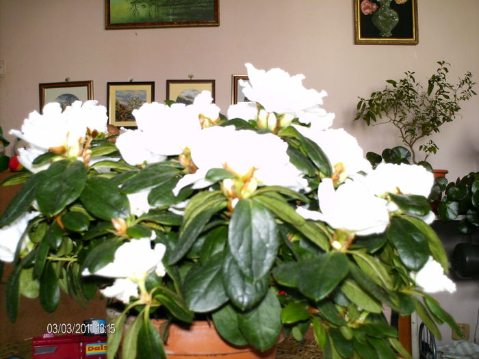  - florile mele _2011