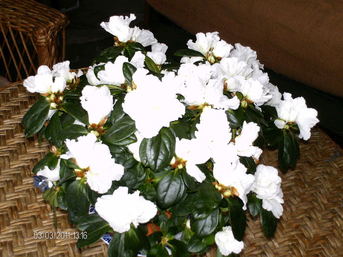  - florile mele _2011