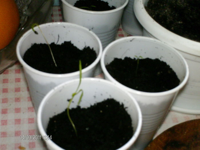 mararul replantat - florile mele _2011