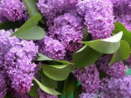 liliac-aprilie - flori de primavara