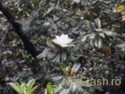 Magnolie - flori de primavara