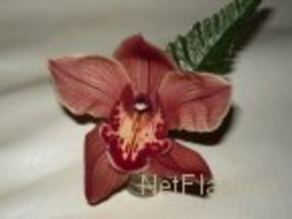 orhidee - flori de primavara