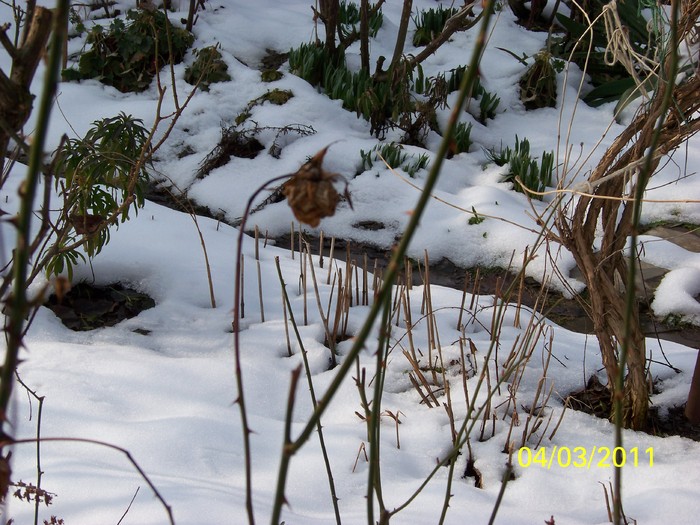 100_9786 - Iarna 2010  2011