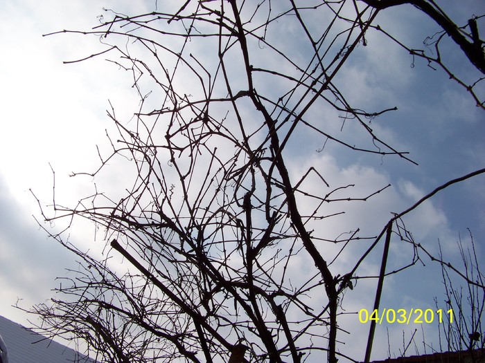 100_9789 - Iarna 2010  2011