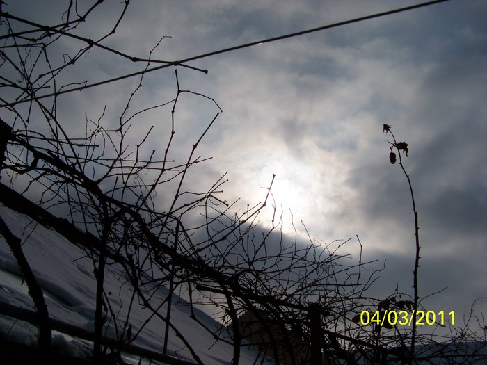 100_9790 - Iarna 2010  2011