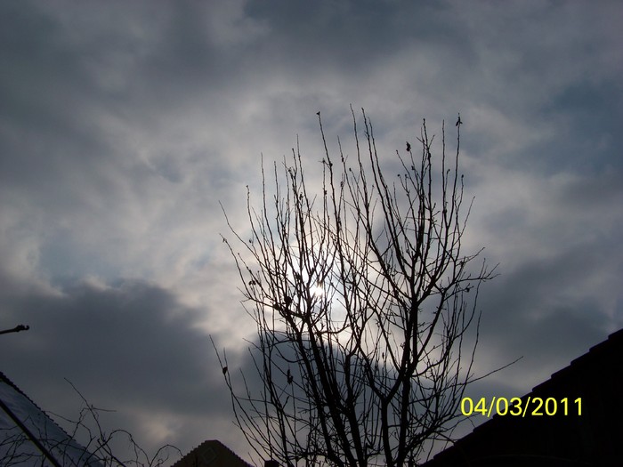 100_9792 - Iarna 2010  2011