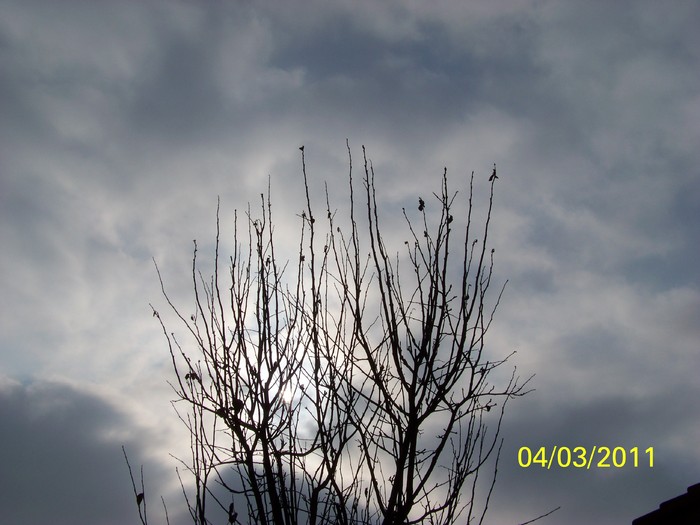 100_9793 - Iarna 2010  2011