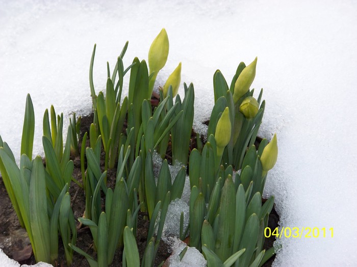 100_9795 - Iarna 2010  2011