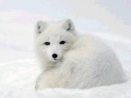 images (1) - Vulpea polara