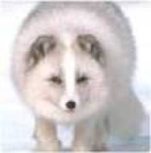 images (3) - Vulpea polara