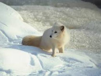 images (9) - Vulpea polara