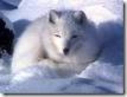 images (12) - Vulpea polara