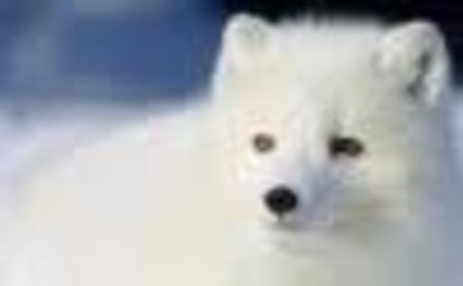 images (15) - Vulpea polara