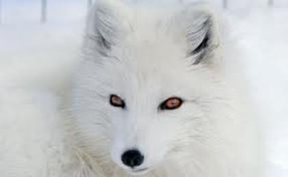 images (16) - Vulpea polara