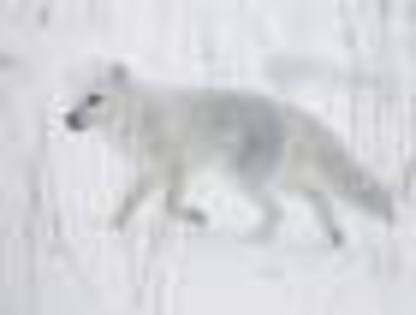 images (17) - Vulpea polara