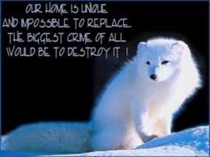 images (20) - Vulpea polara