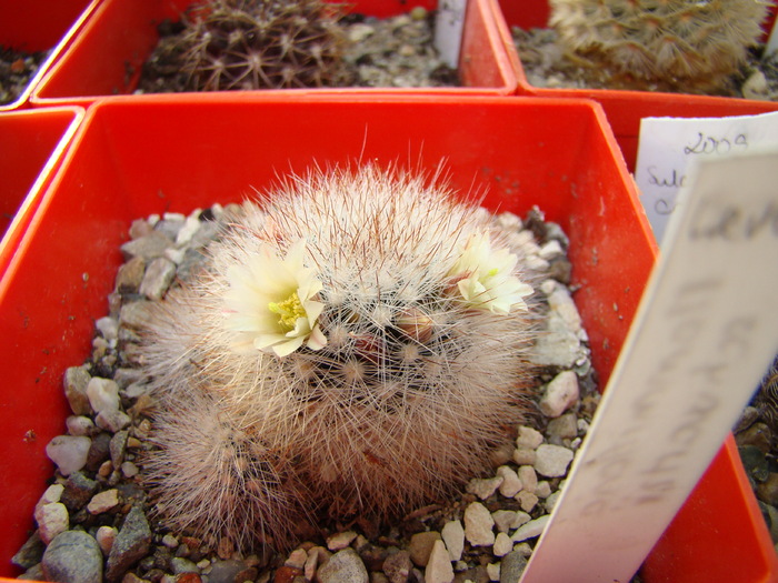 Mammillaria schwarzii - Mammillaria