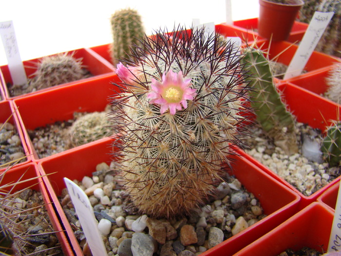 Mammillaria microhelia - Mammillaria