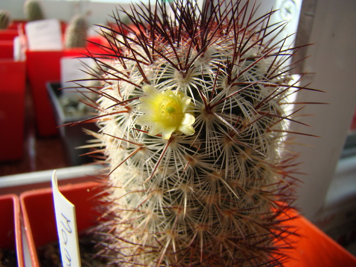 Mammillaria microhelia - Mammillaria