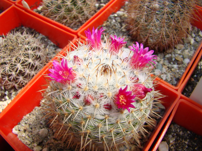 Mammillaria alba