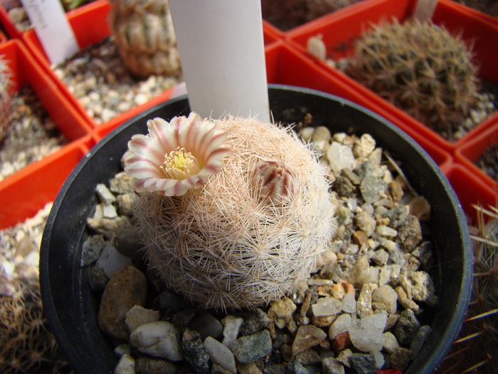 Mammillaria magallanii