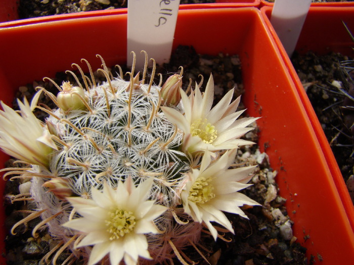 Mammillaria stella de tacubaya - Mammillaria