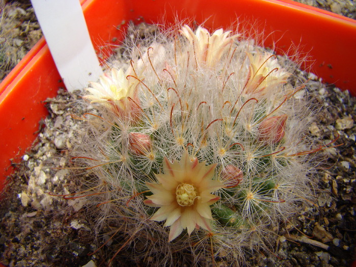 Mammillaria bocasana