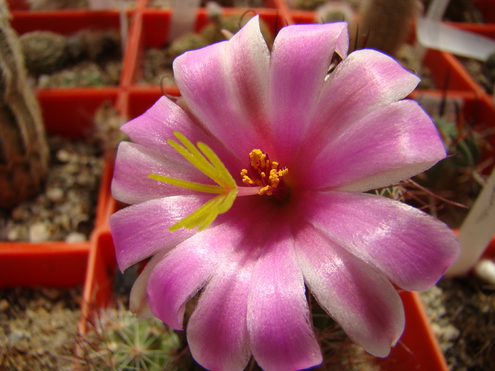 Mammillaria microcarpa - Mammillaria