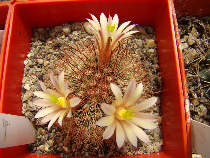 Mammillaria sp