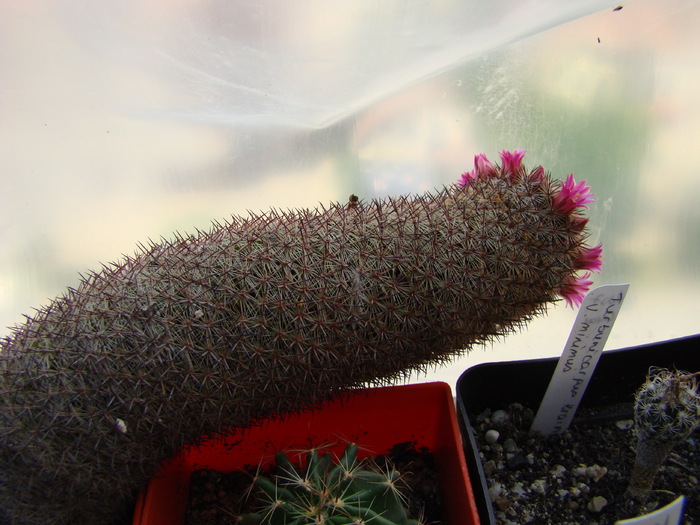 Mammillaria sp ( centraliplumosa?) - Mammillaria