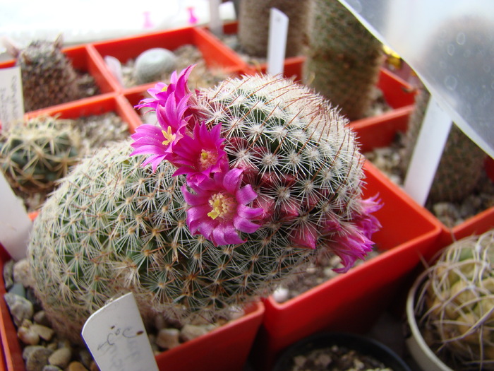 Mammillaria matudae - Mammillaria