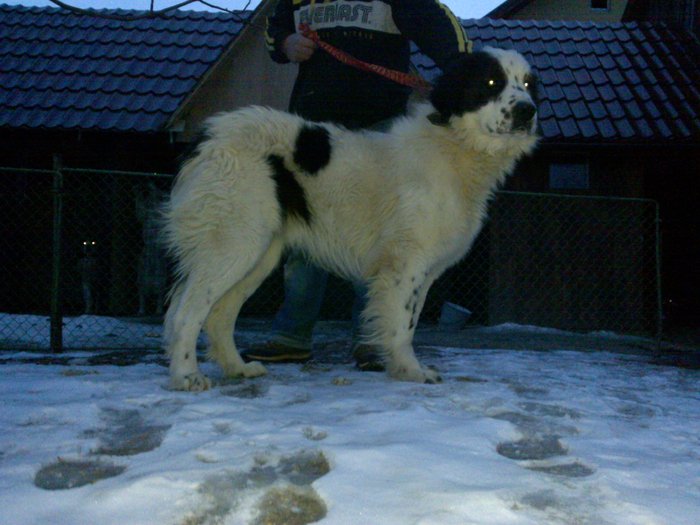 ciobanesc de bucovina magut 03-2010