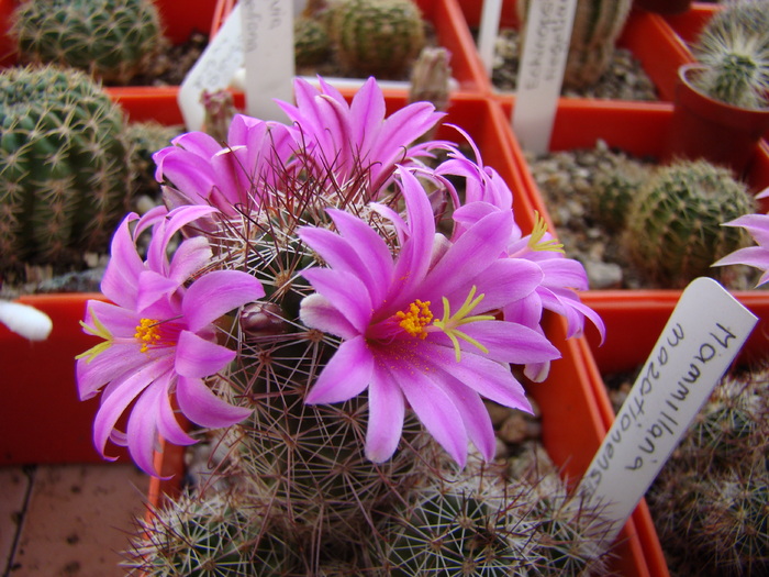 Mammillaria mazathalensis