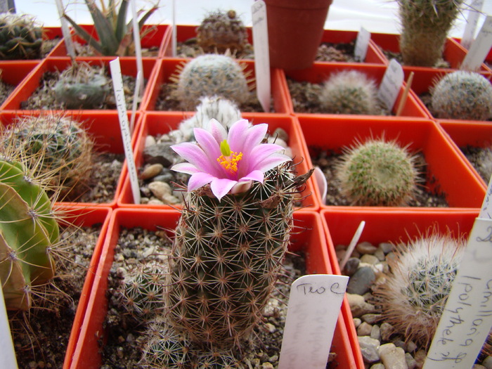 Mammillaria scheldonii