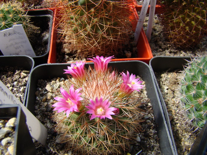 Mammillaria spinossissima - Mammillaria