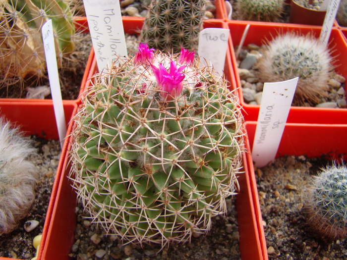 Mammillaria sp