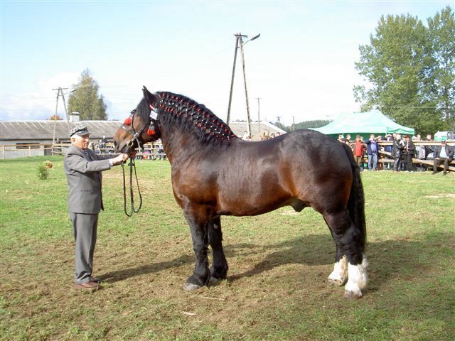 e48_konie_ryc1[1] - Cai exemplare deosebite