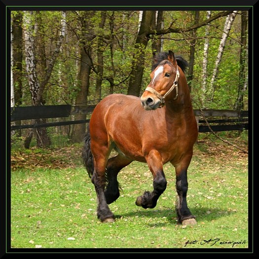 holenderskikozimnokrwis[1]