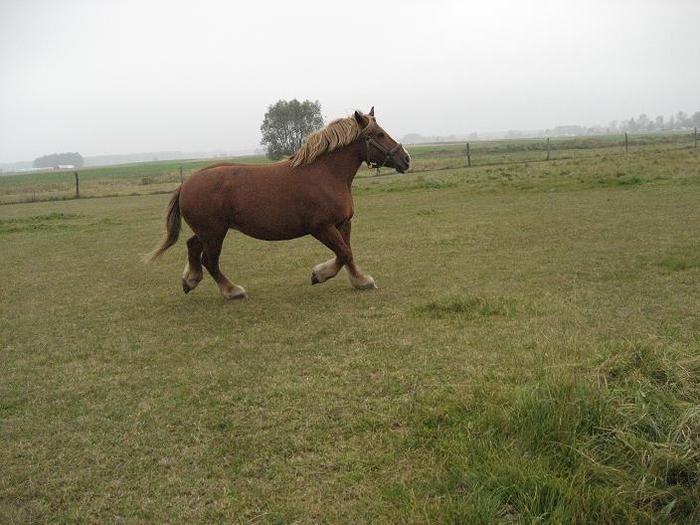 IMG_4453_original[1]